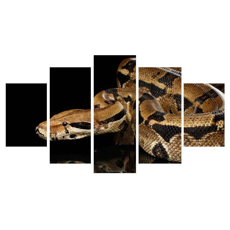 Orm Tavla Python Reticulatus