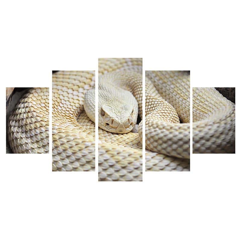 Orm Tavla Albino