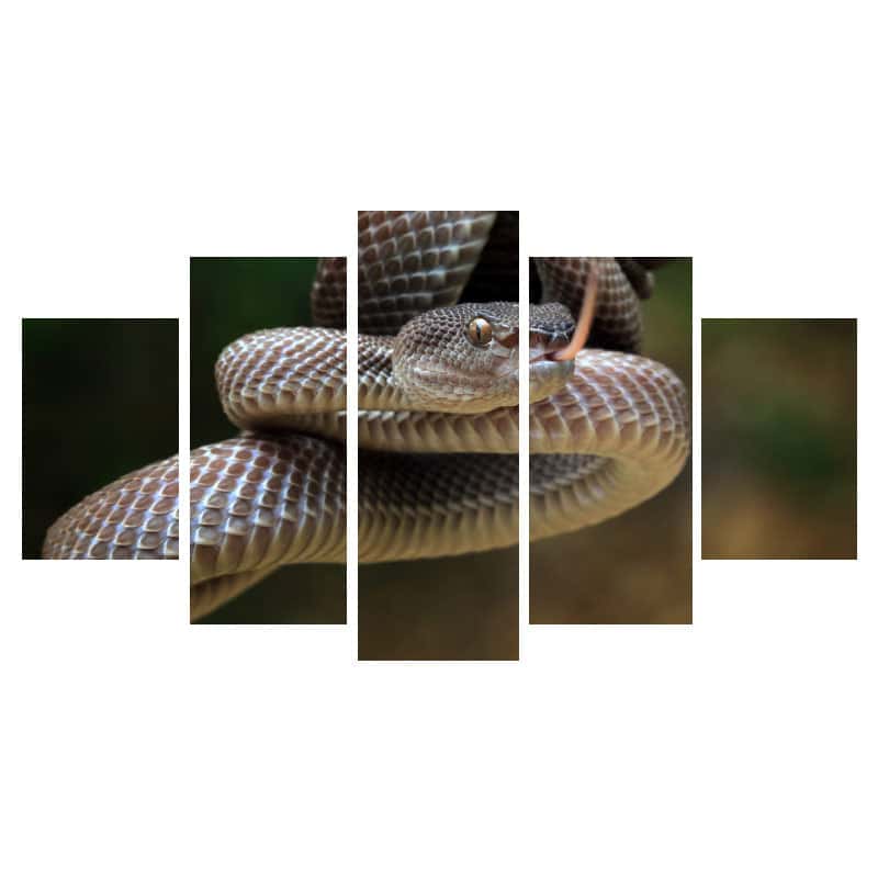 Orm Tavla Brun Viper